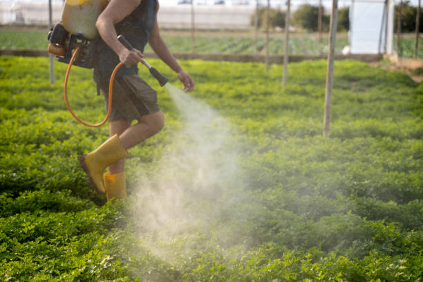 Best Pest Prevention Services  in Sweet Home, AR