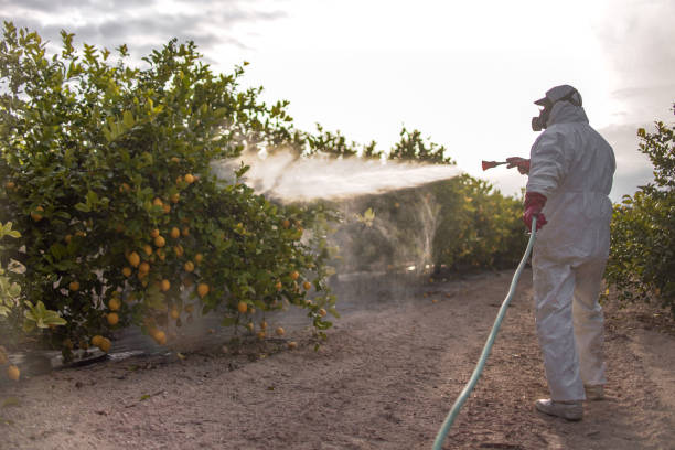 Best Insect Control  in Sweet Home, AR